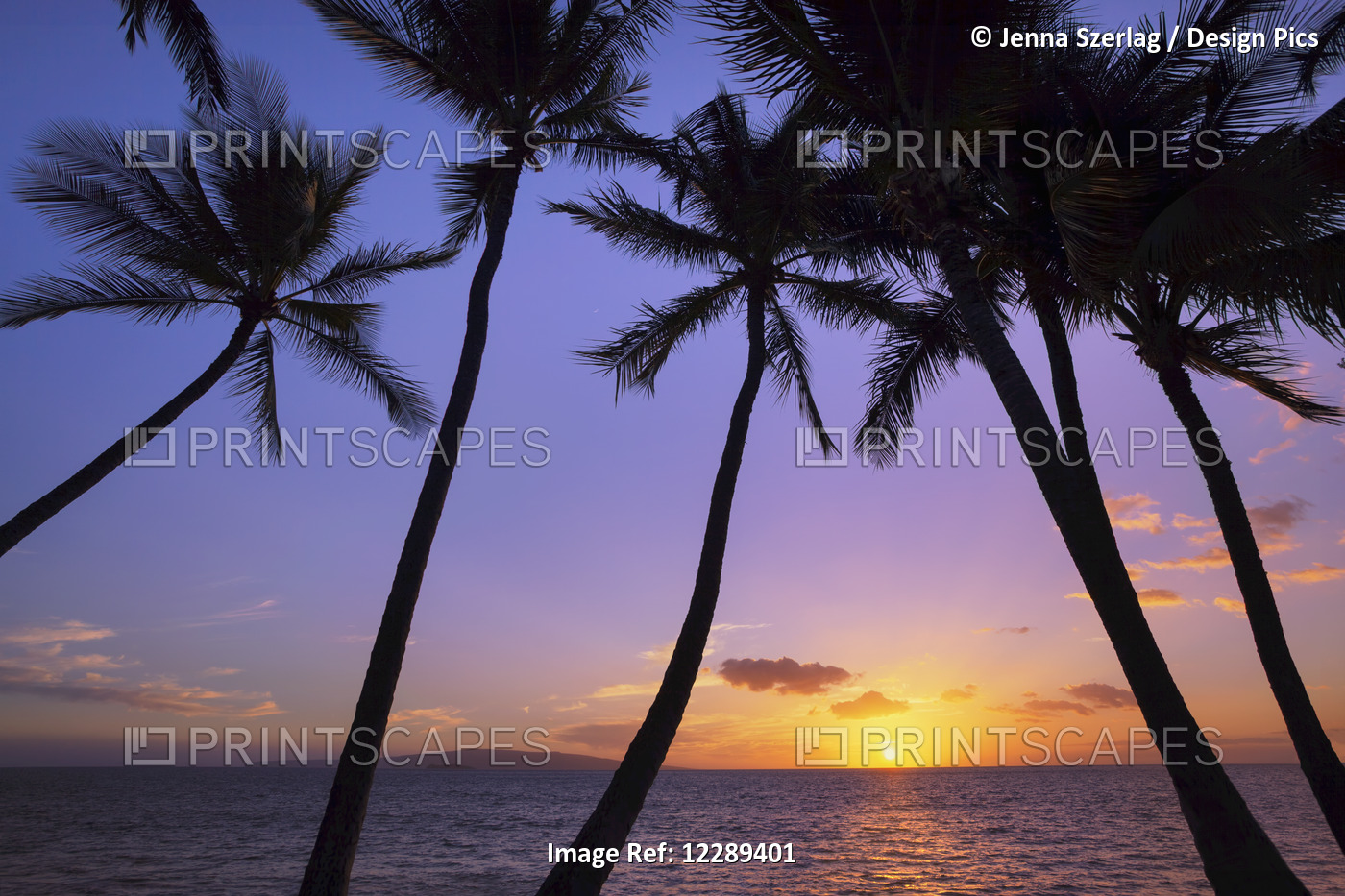 Silhouetted Palm Trees At Sunset; Wailea, Maui, Hawaii, United States Of America