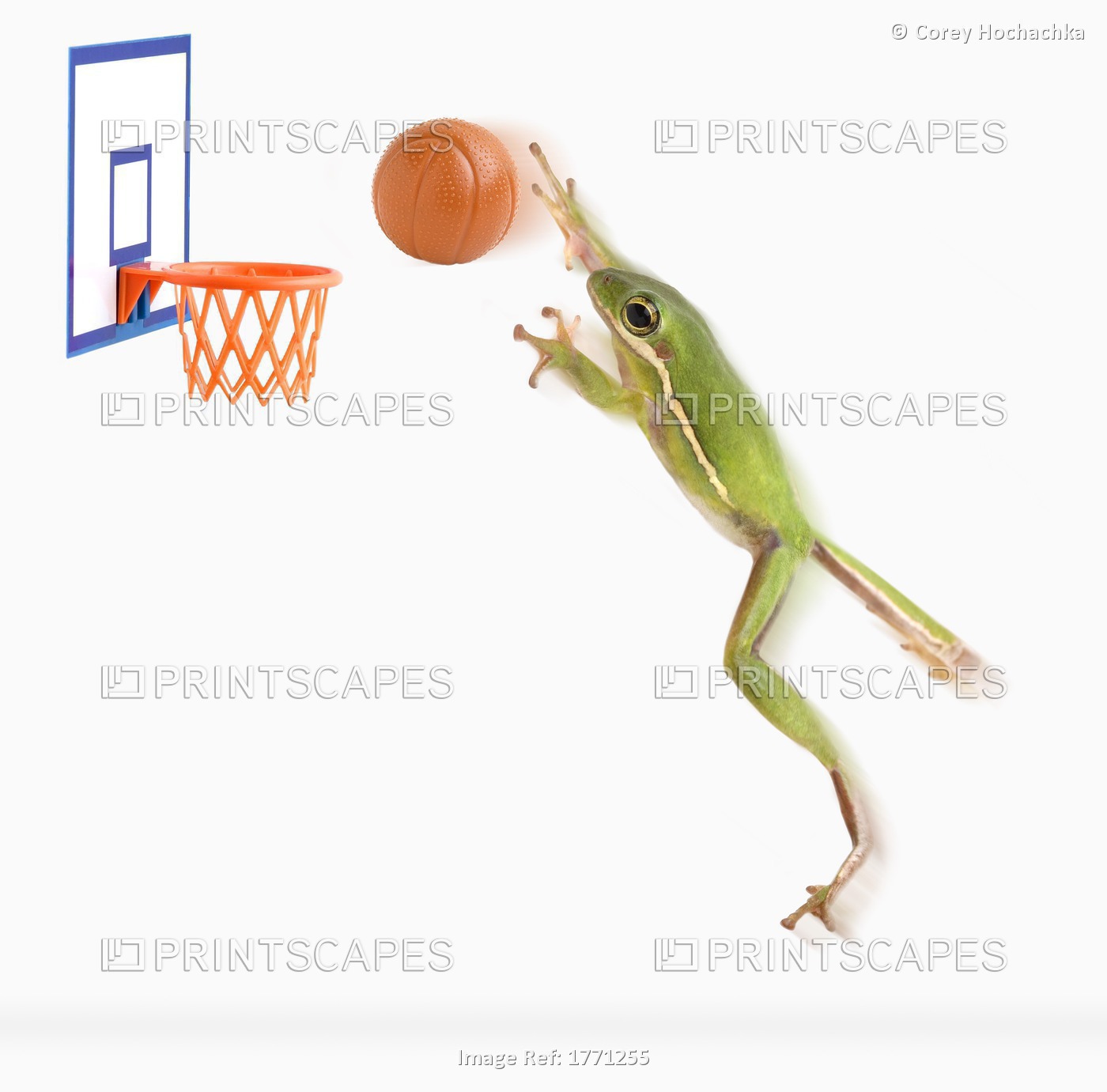 Frog Playing Basketball