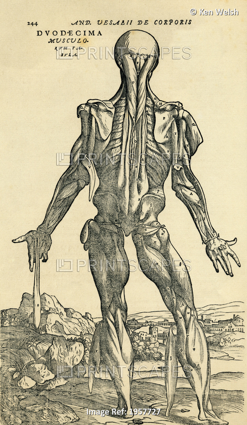 Back Of Male Human Body. Anatomical Study Originally Published In De Humani ...