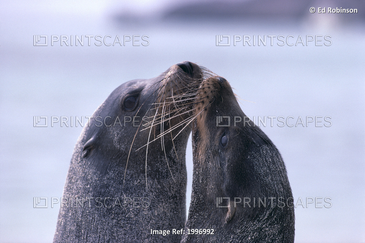 Galapagos Islands, Sea Lions Heads Together, Close-Up (Zalophus Californianu) ...