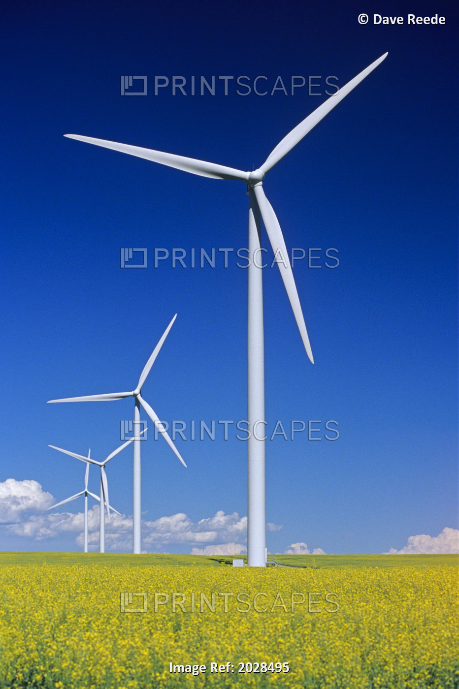 Wind Turbines In Canola Field, Near St. Leon, Manitoba