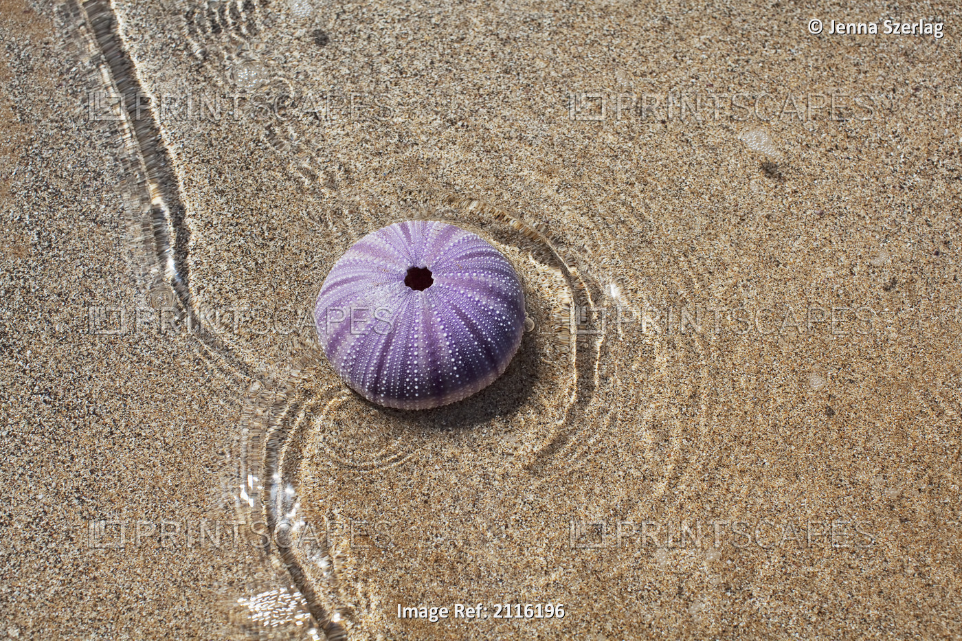 Hawaii, Maui, Makena, A purple urchin shell washes ashore.