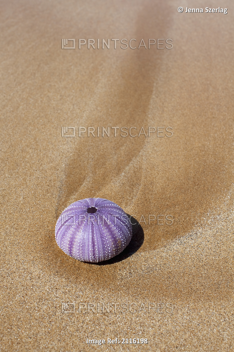 Hawaii, Maui, Makena, A purple urchin shell washes ashore.