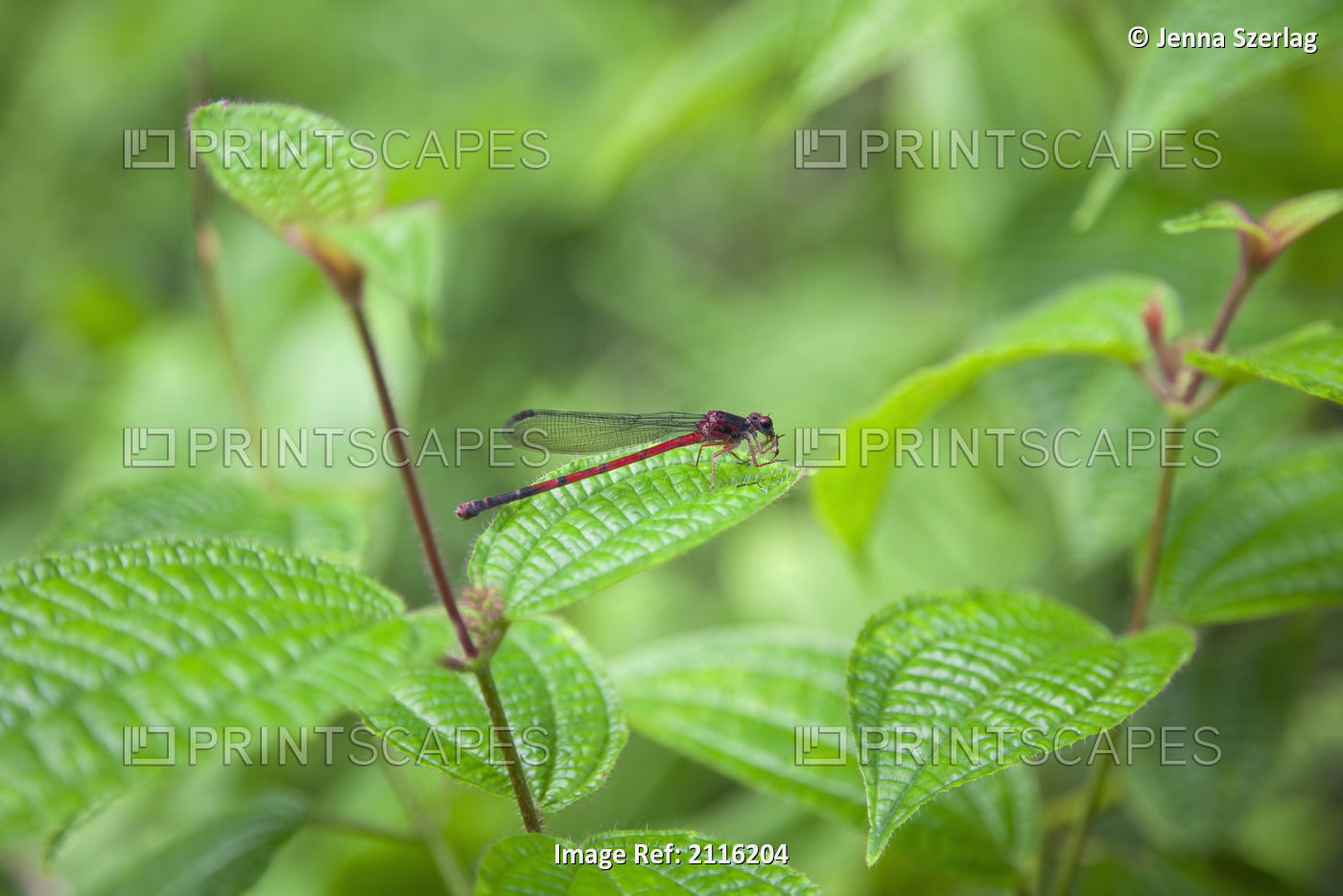 Hawaii, Maui, A closeup of a red dragonfly.