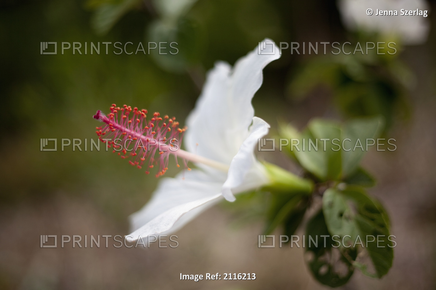 Hawaii, Maui, A closeup of white hibiscus flower.