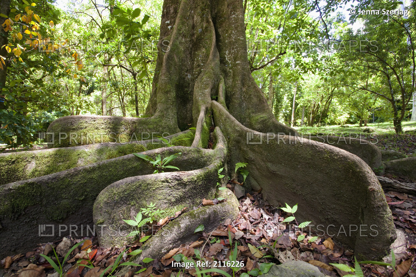 Hawaii, Maui, Keanae, An old tree with large roots.