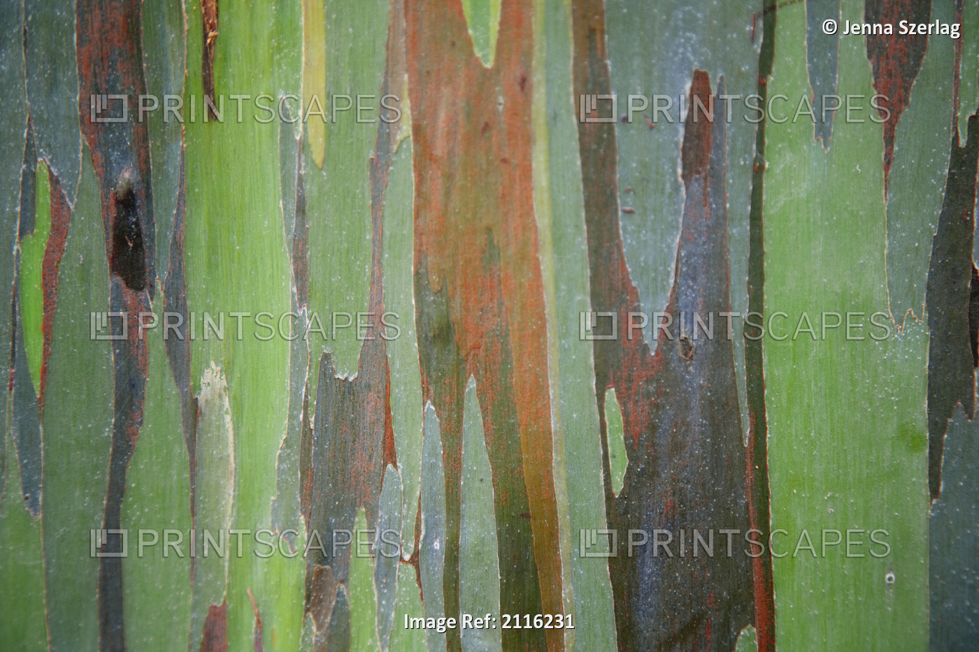 Hawaii, Maui, Keanae, A closeup view of the colorful Painted Eucalyptus tree.