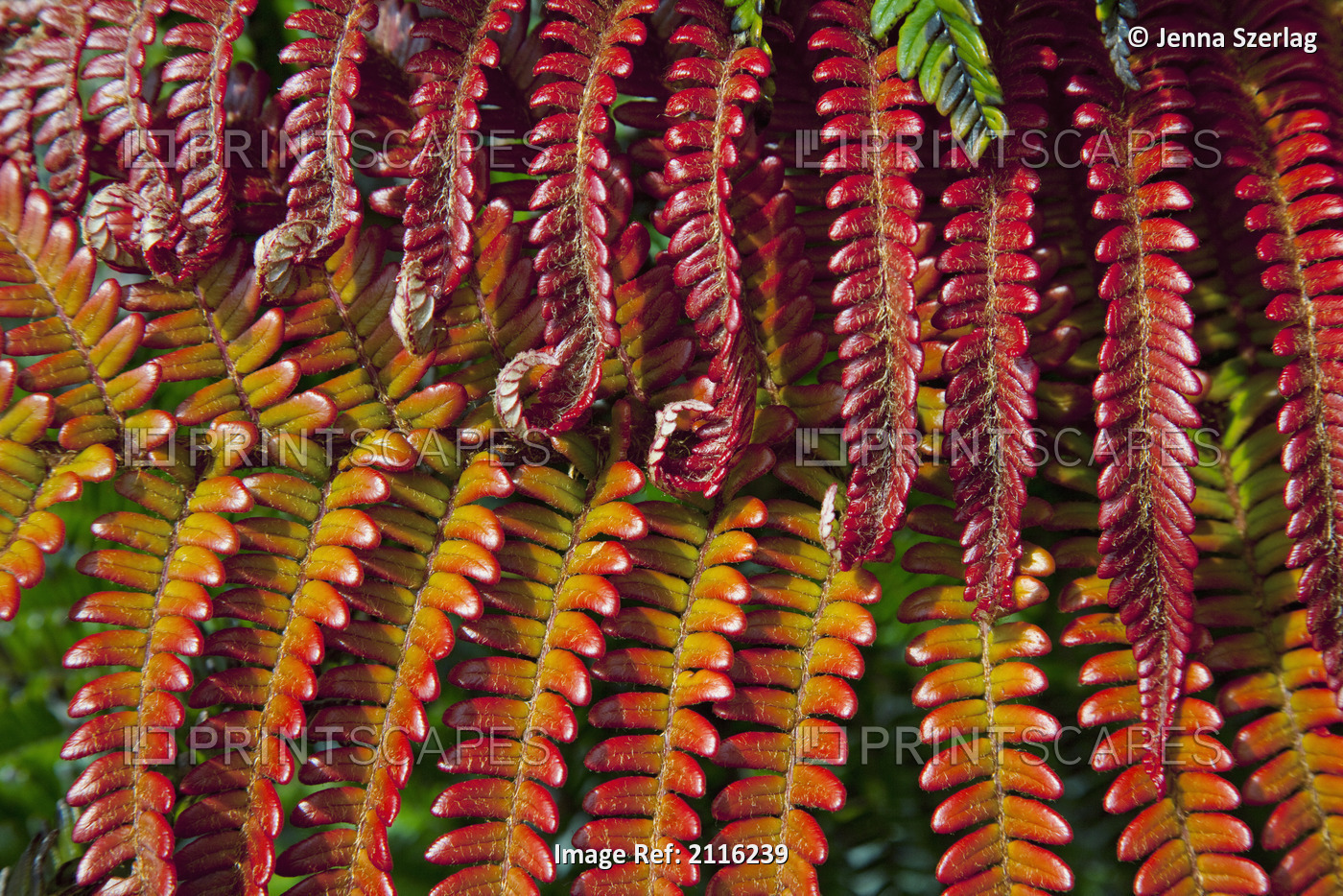 Hawaii, Maui, Kaupo Gap, A close view of a bright red fern.