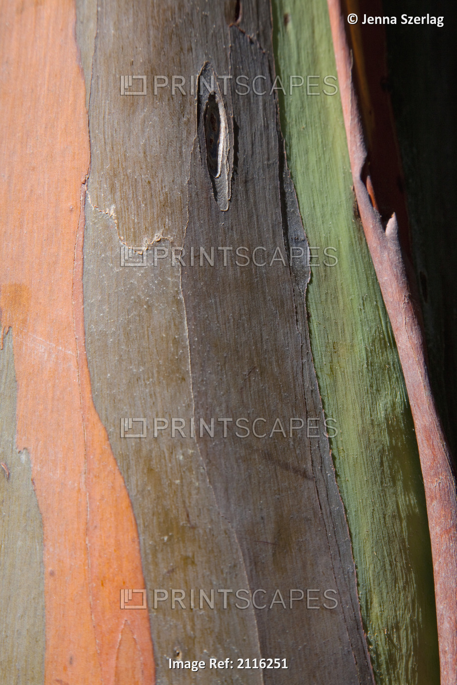 Hawaii, Maui, Keanae, Painted Eucalyptus Bark Close Up.