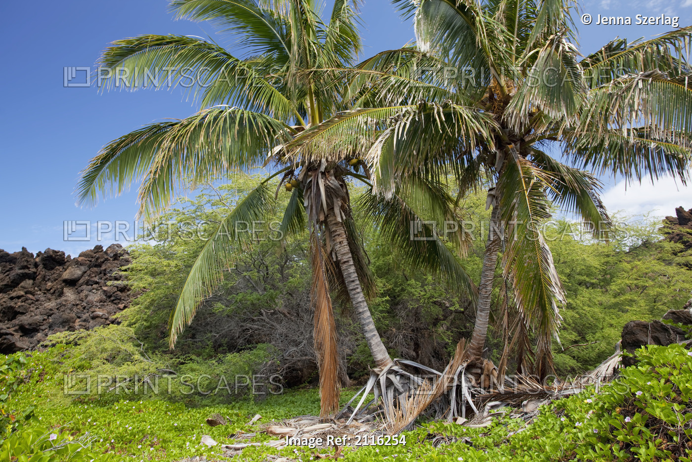 Hawaii, Maui, A deserted palm tree oasis amidst miles of lava rock.