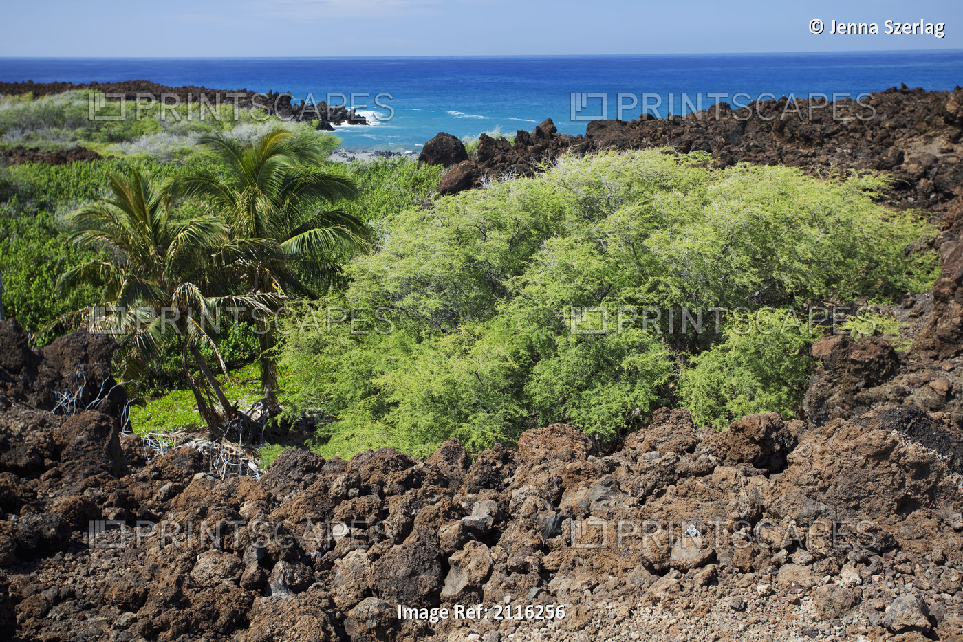 Hawaii, Maui, A deserted palm tree oasis amidst miles of lava rock.
