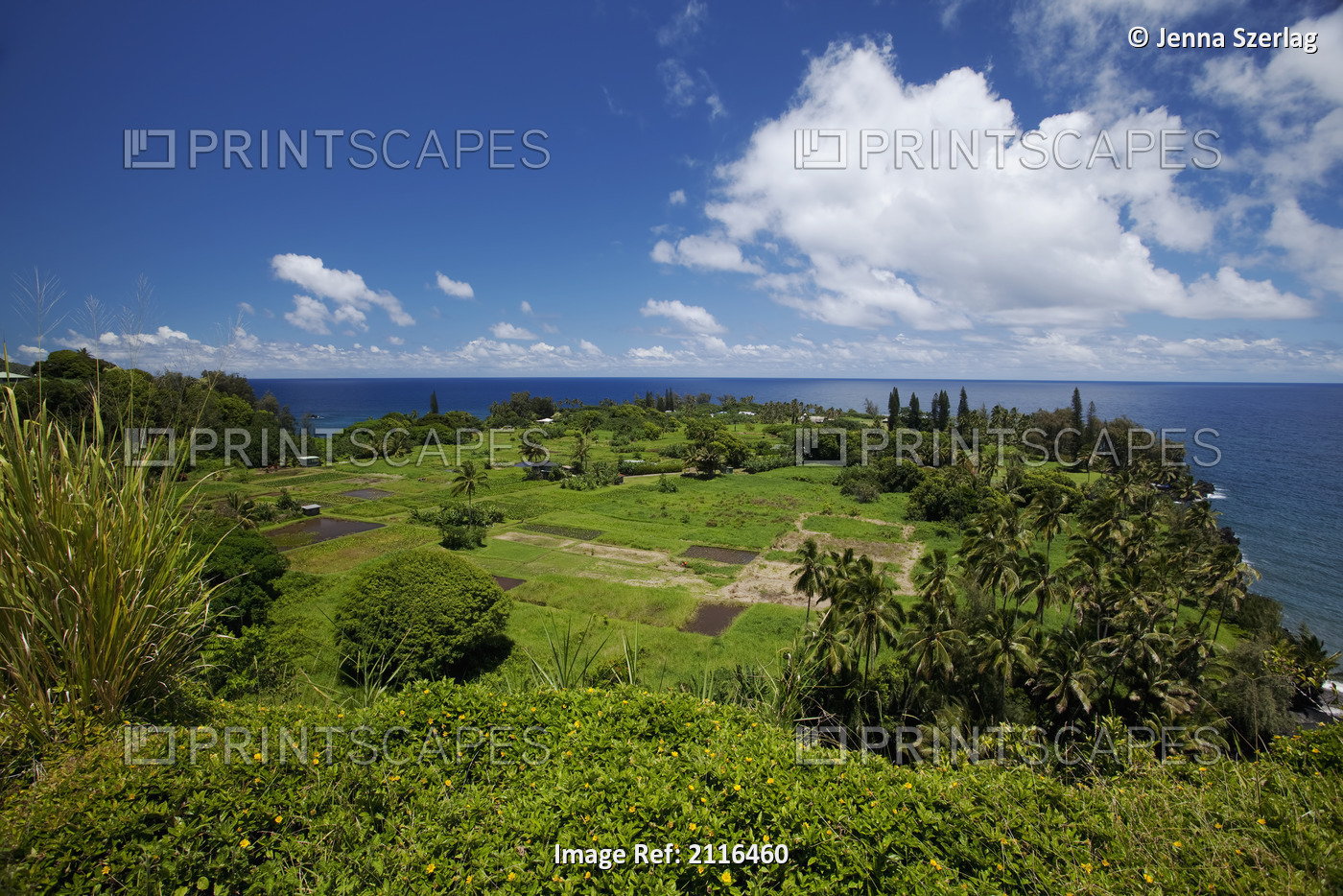 Hawaii, Maui, Keanae, A sunny view of the lush coastal village.