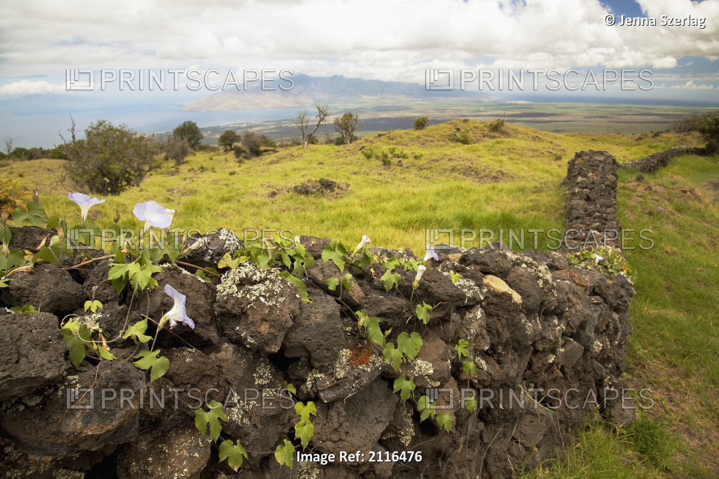 Hawaii, Maui, Kula, A stone wall lines a country road.