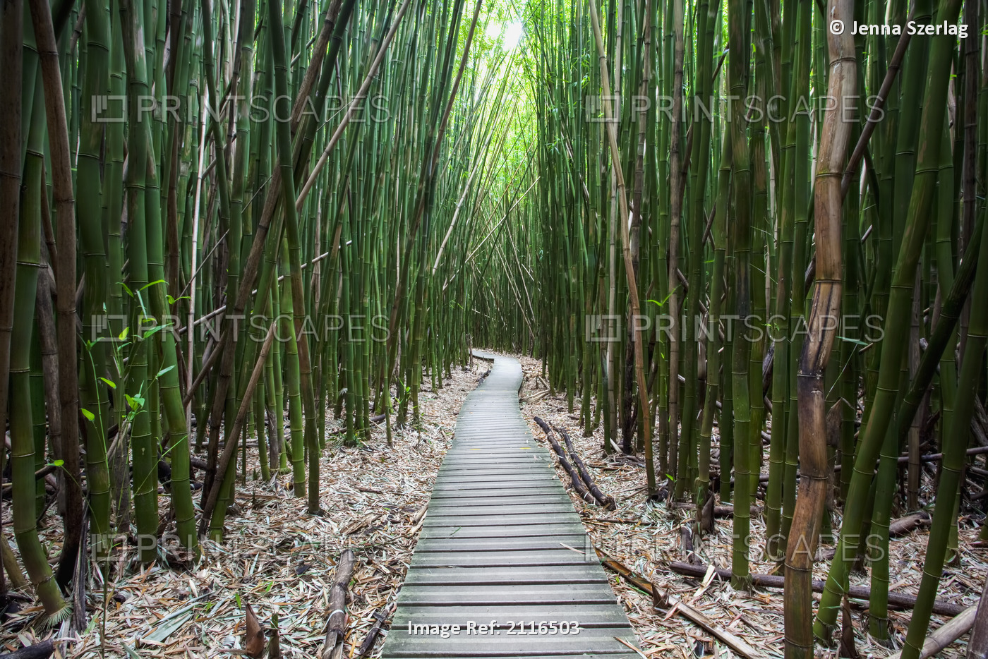 Hawaii, Maui, Kipahulu, Haleakala National Park, Trail through bamboo forest on ...