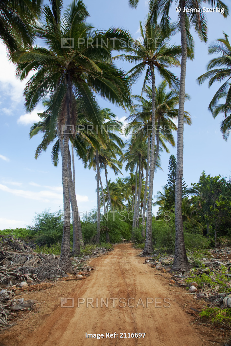 Hawaii, Lanai, A dirt road lined with tall palm trees.