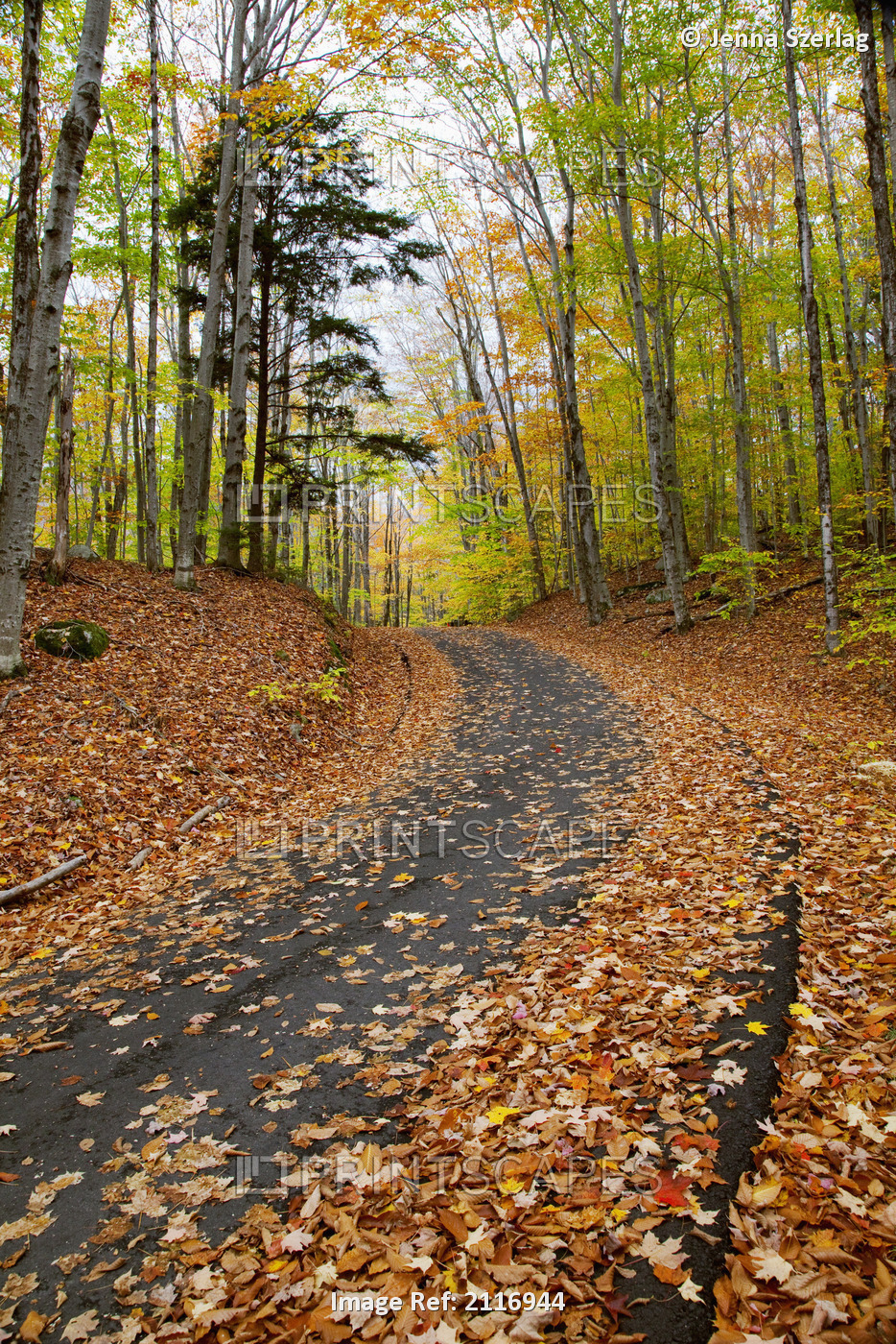 New England, New Hampshire, White Mountains, Path in forest during autumn.