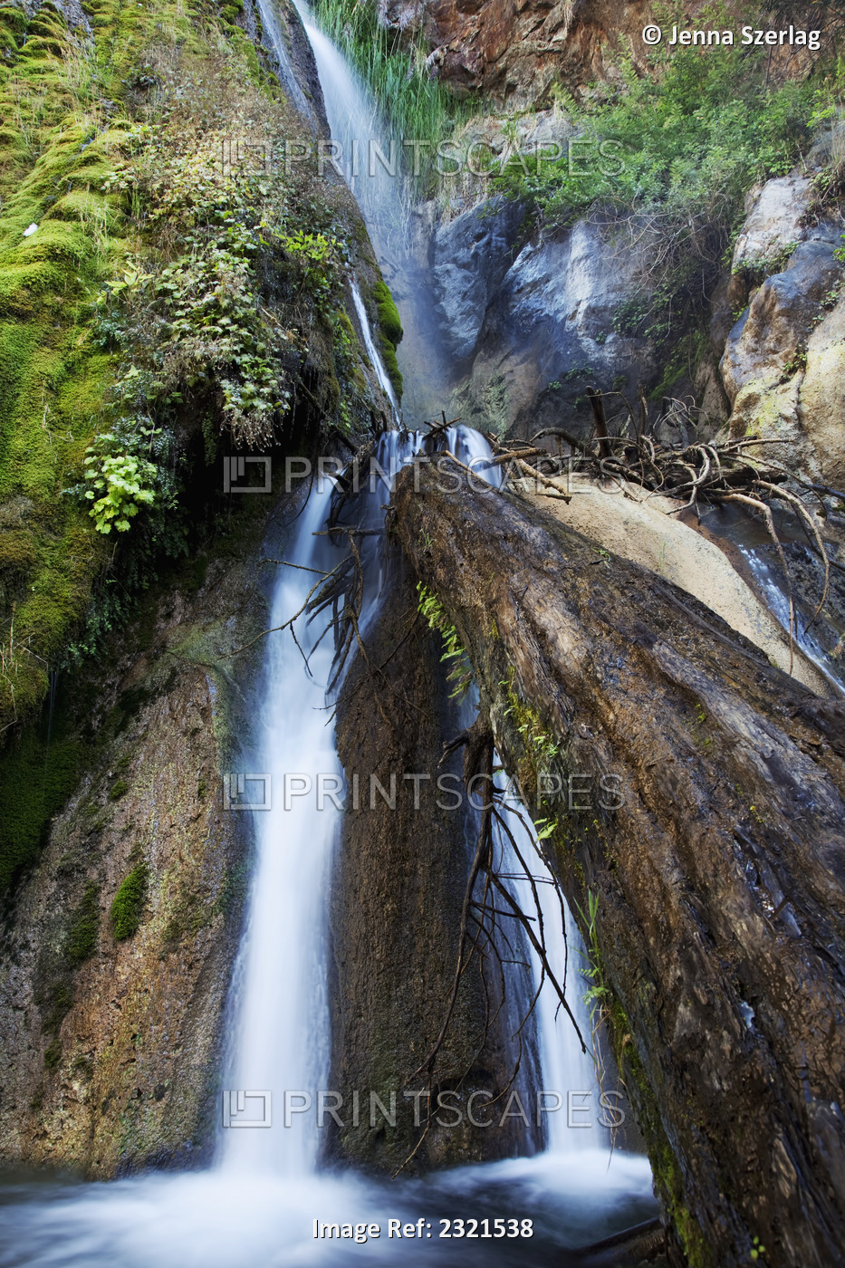 California, Big Sur, Limekiln State Park, Waterfalls And Lush Foliage, Log In ...