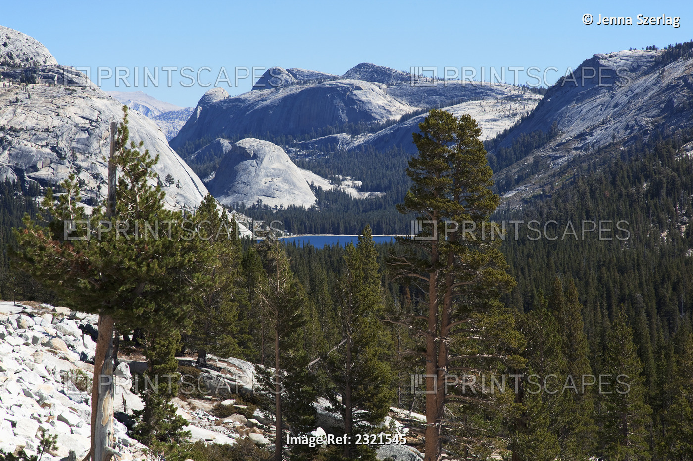 California, Yosemite National Park, View Of Tenaya Lake From Tioga Road.