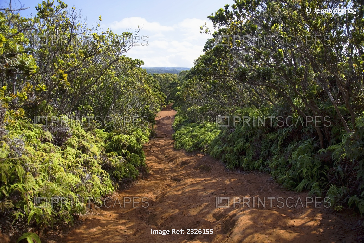 Pihea trail; Kauai, hawaii, united states of america