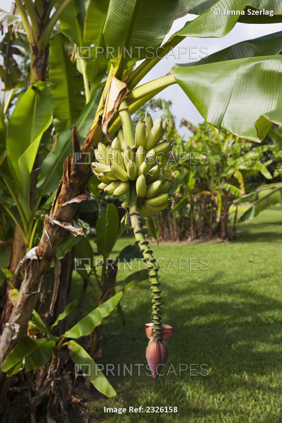 Bananas growing on a tree; Honolulu, maui, hawaii, united states of america