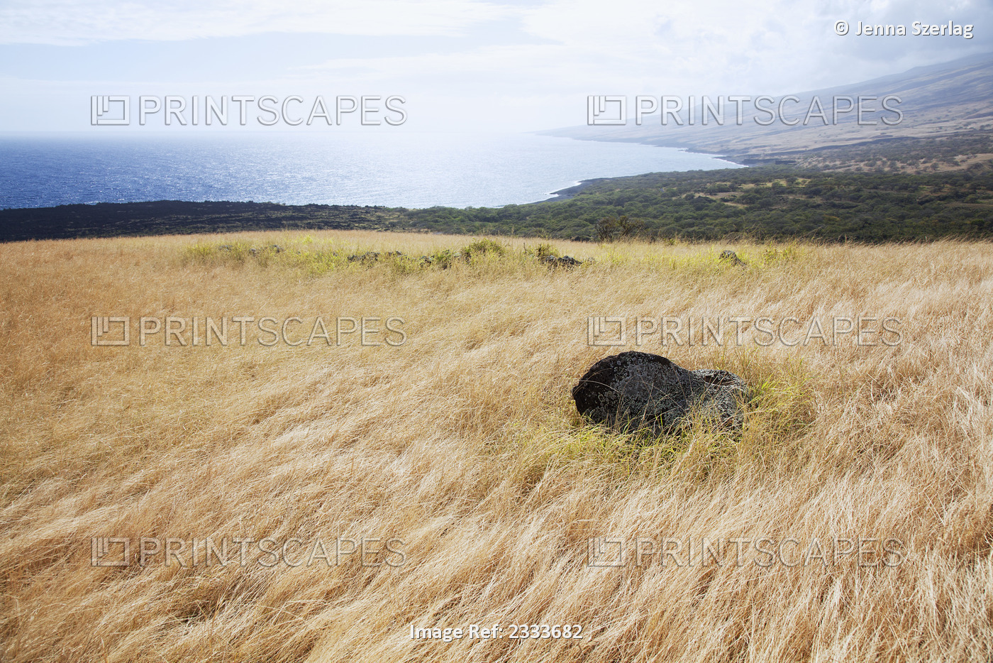 A dramatic view of dry grasses and coastline; Kaupo maui hawaii united states ...