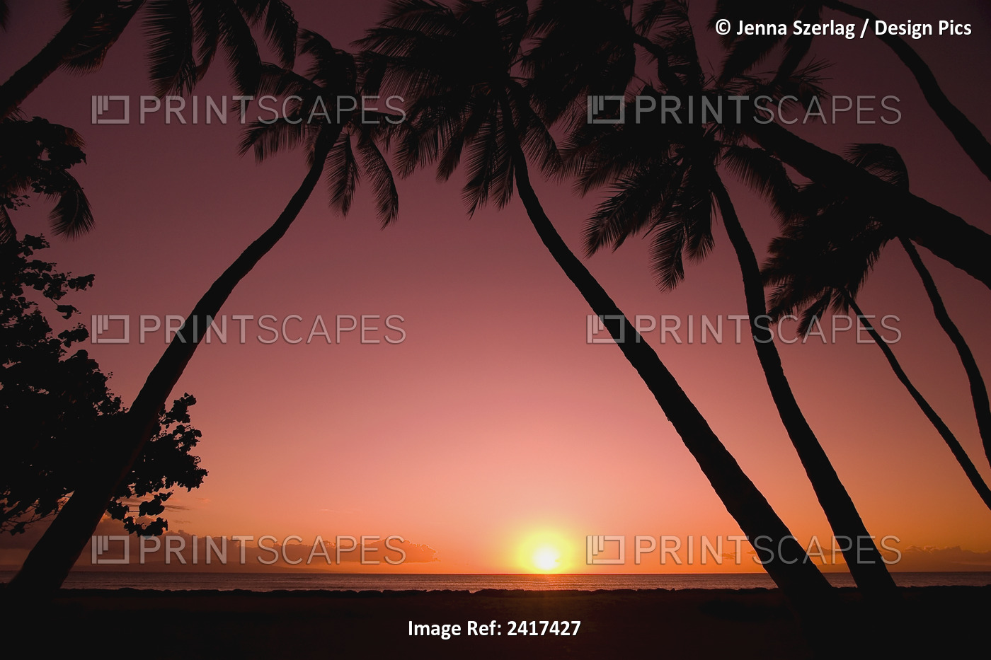 A Sunset With Silhouetted Palm Trees; Kihei, Maui, Hawaii