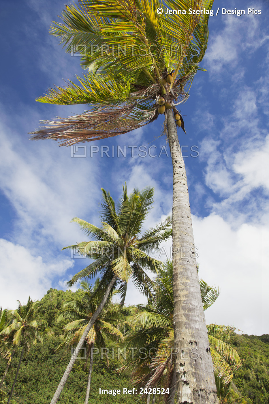 Palm Trees Along The Coast; Makena, Maui, Hawaii, United States Of America