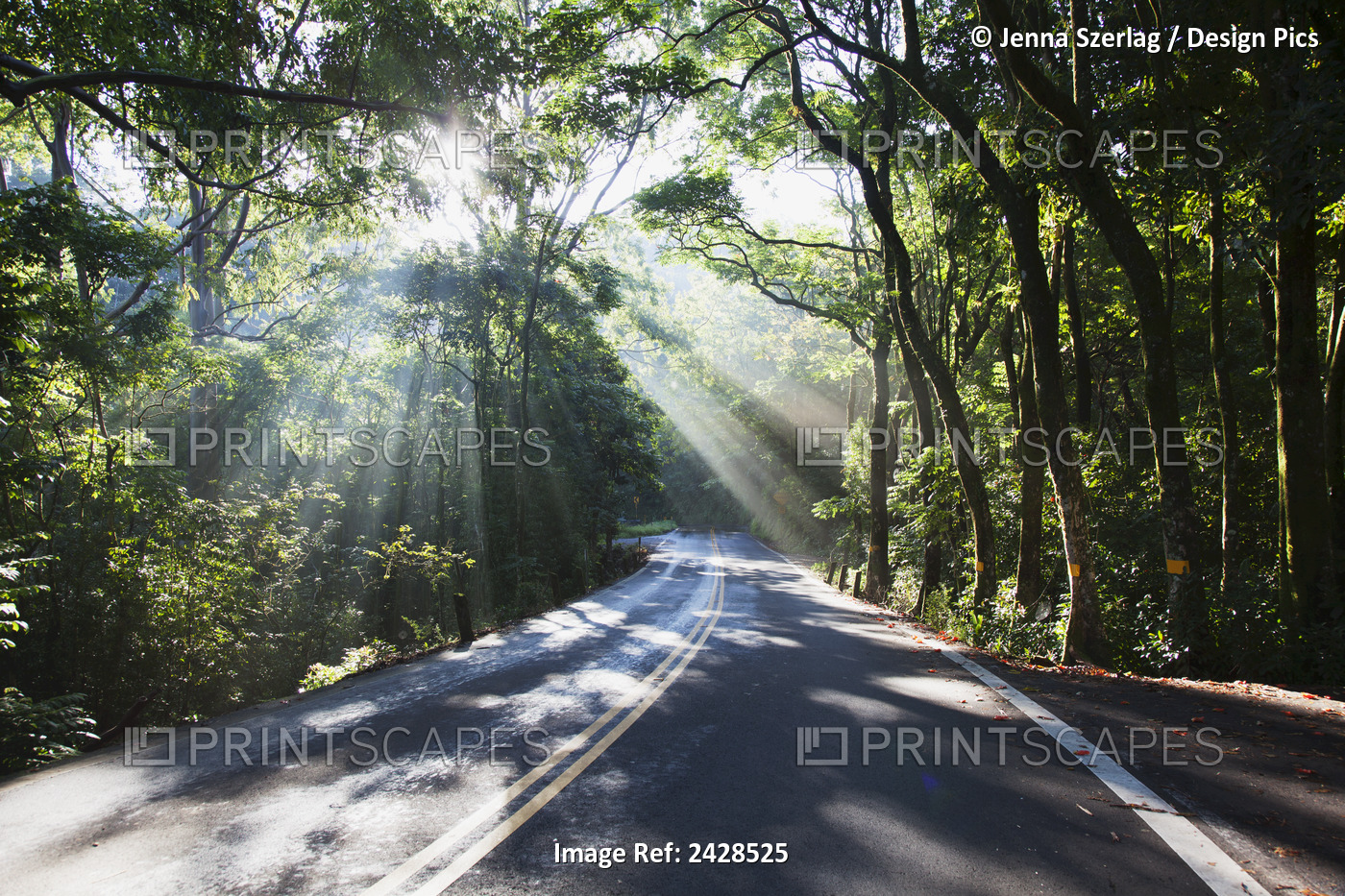 The Road To Hana With Sunlight Shining Through Trees; Maui, Hawaii, United ...