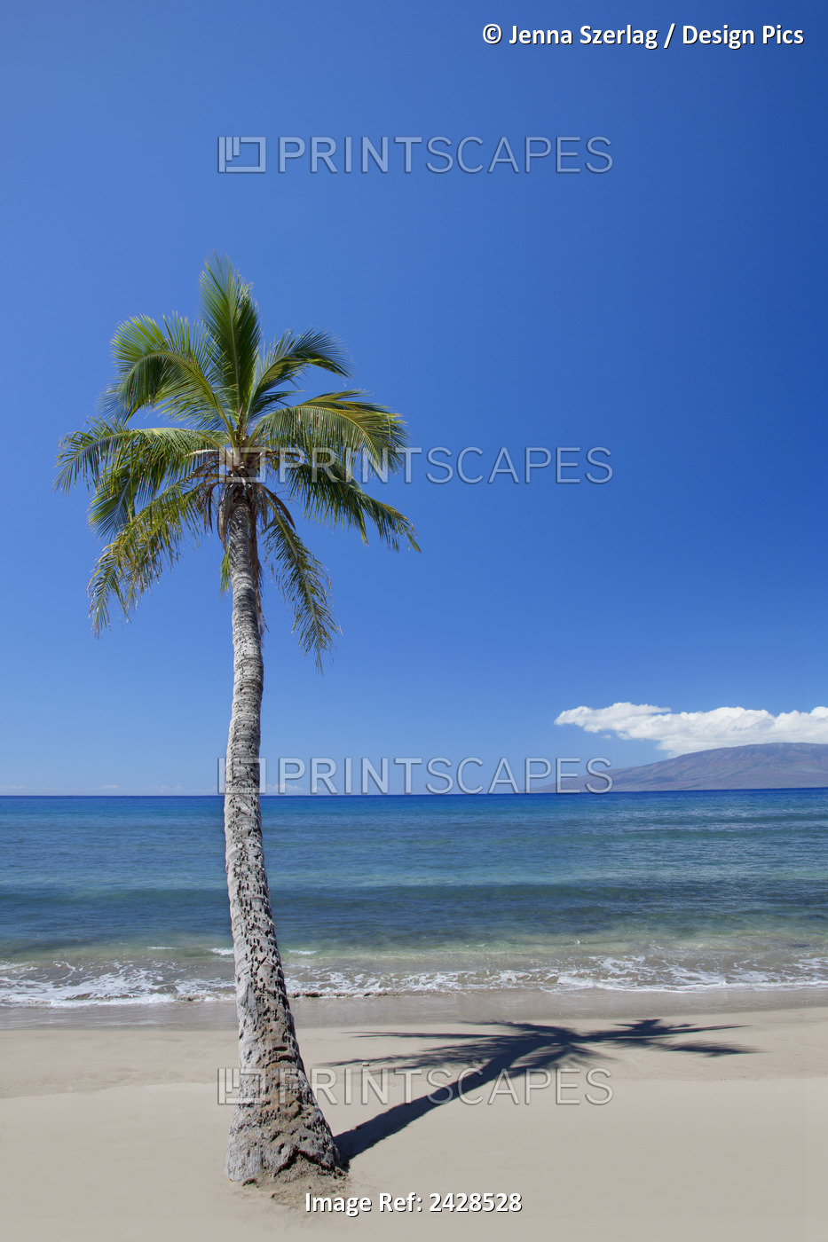 Puamana Beach With A Lone Palm Tree; Maui, Hawaii, United States Of America