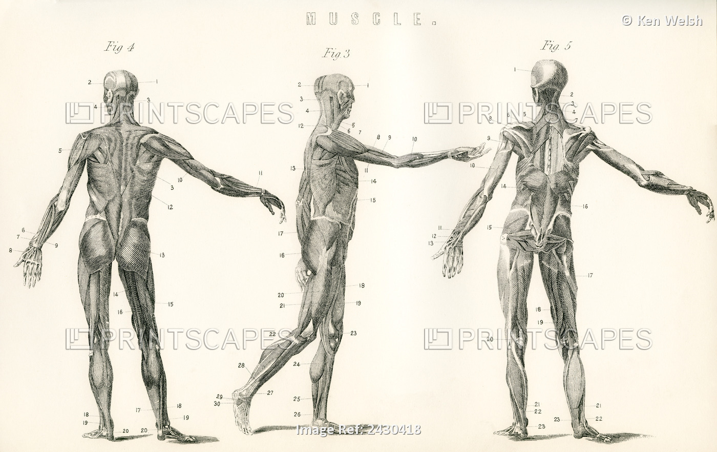 Anatomical Study Of Muscle In The Human Body. From The National Encyclopaedia, ...