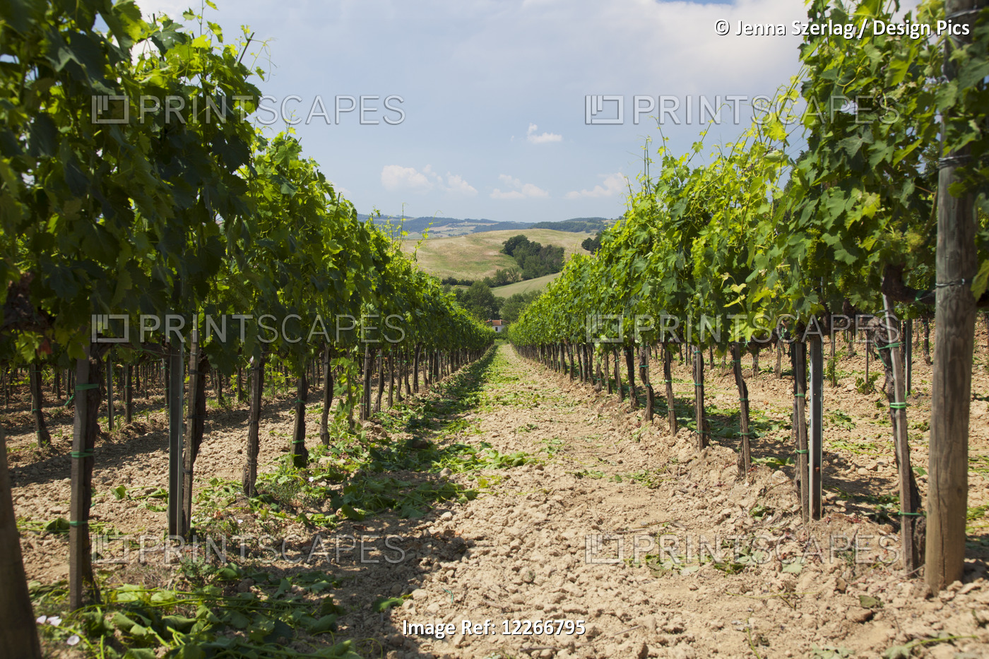 Bright Green Rows Of Vines; Ascianello, Montepulciano, Tuscany, Italy