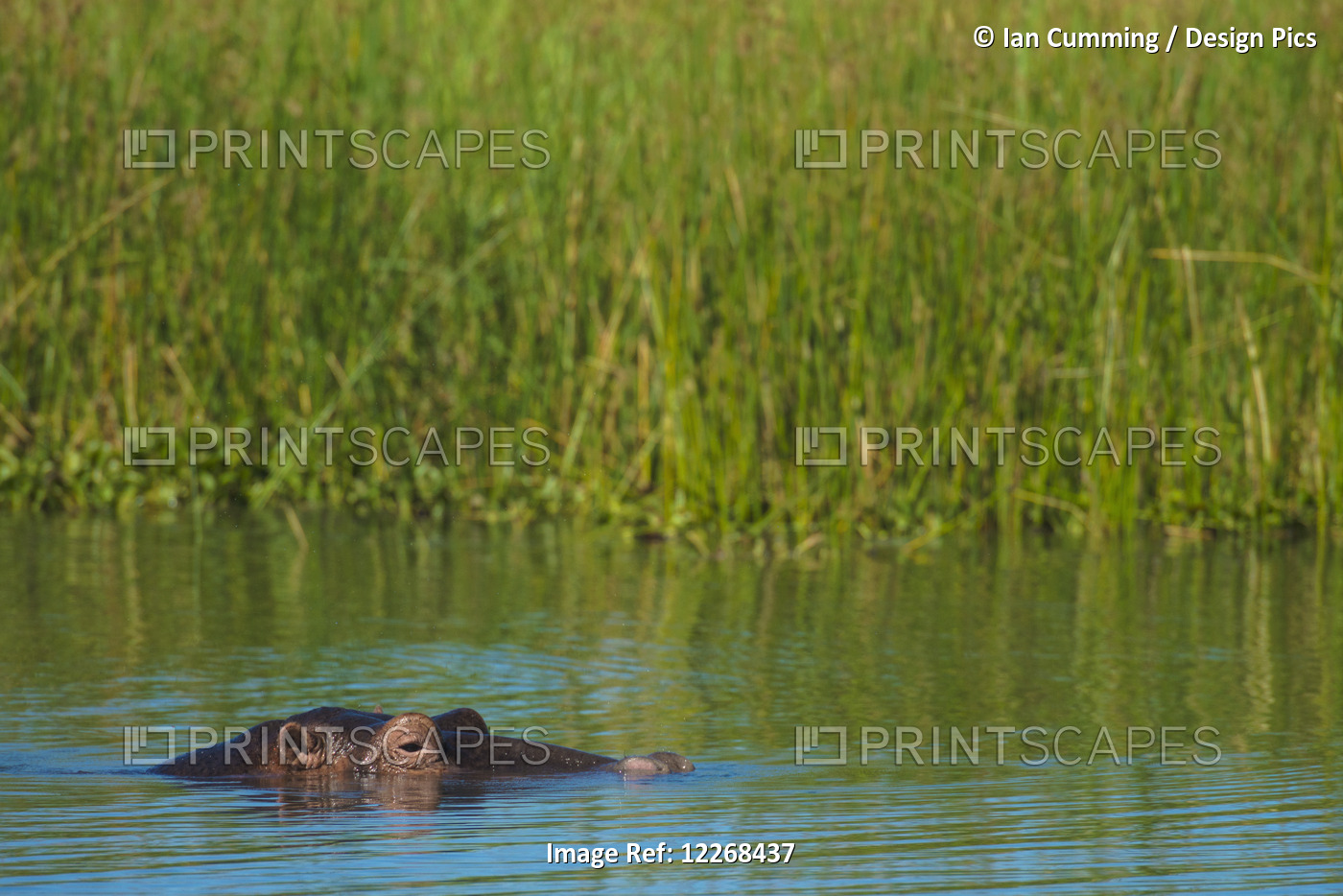Hippo (Hippopotamus Amphibius) Peeking Out From The Shire River, Liwonde ...