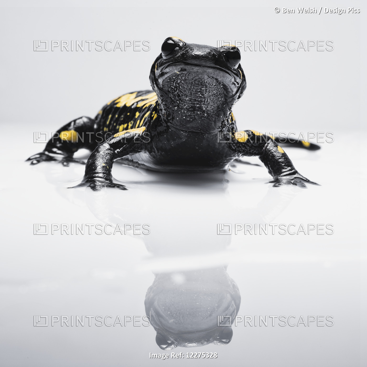 Salamander (Caudata) With It's Reflection On A White Surface; Tarifa, Cadiz, ...
