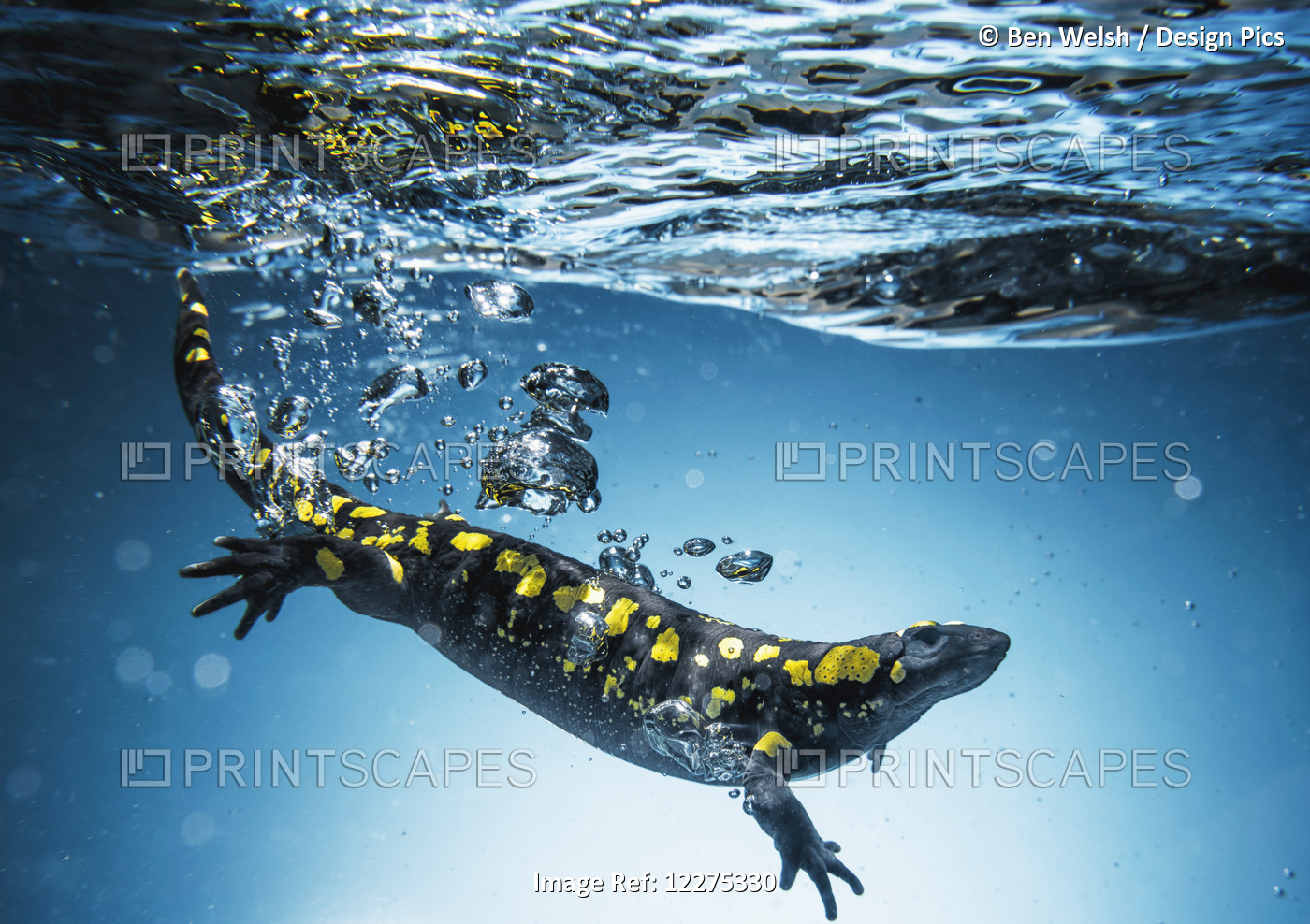 Salamander (Caudata) Swimming In Water; Tarifa, Cadiz, Andalusia, Spain