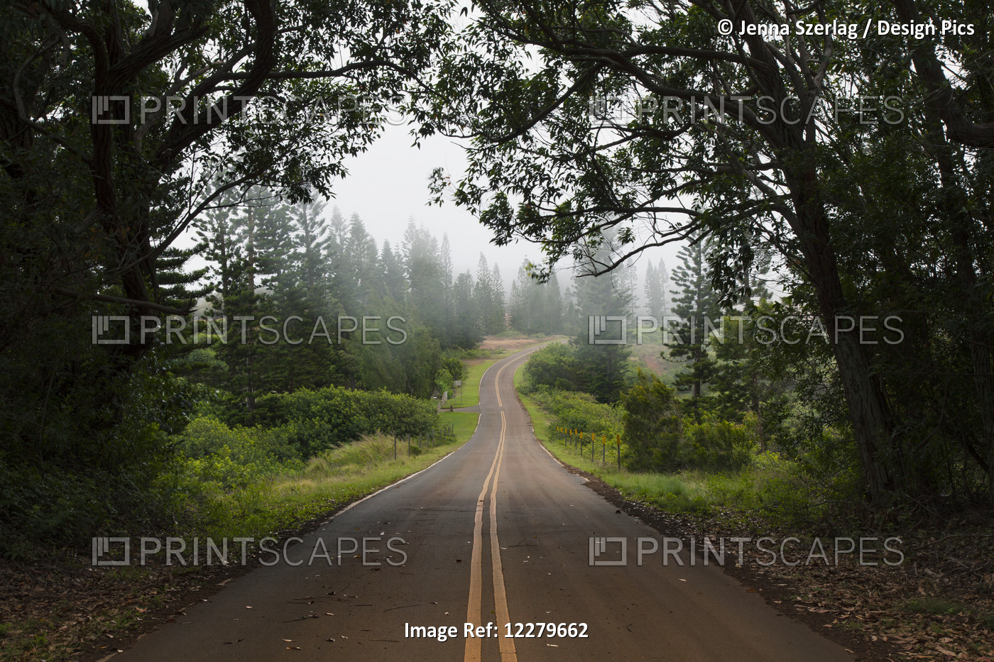 A Foggy View Of A Cemetery Road; Lanai, Hawaii, United States Of America
