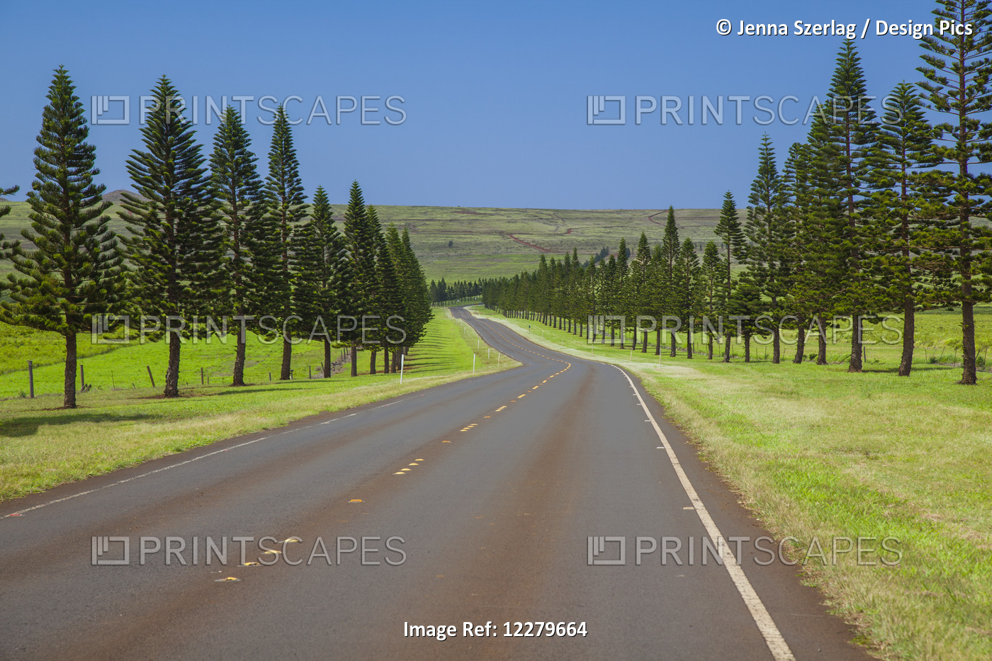 The Sunny Tree-Lined Manele Road, Highway 440; Lanai, Hawaii, United States Of ...