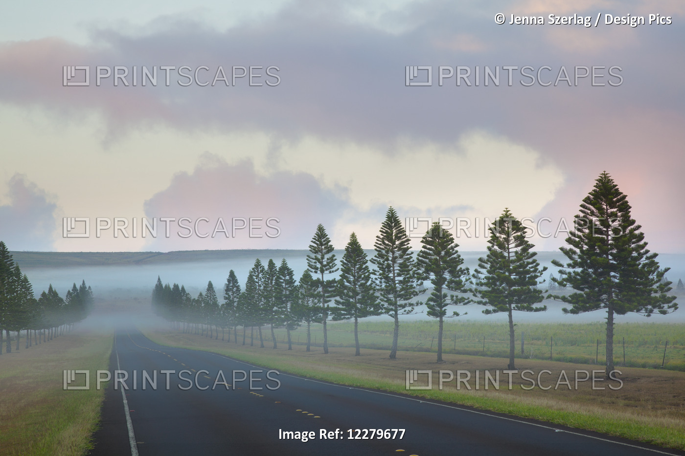 The Foggy Tree-Lined Manele Road (Highway 440) At Sunrise; Lanai, Hawaii, ...