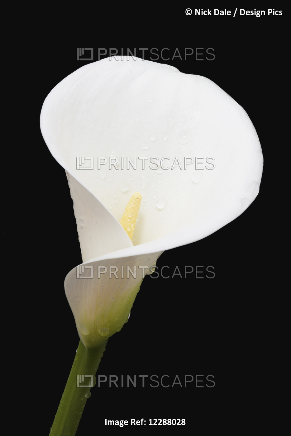 Close Up Of White Arum Or Calla Lily (Zantedeschia Aethiopica) Covered In Water ...