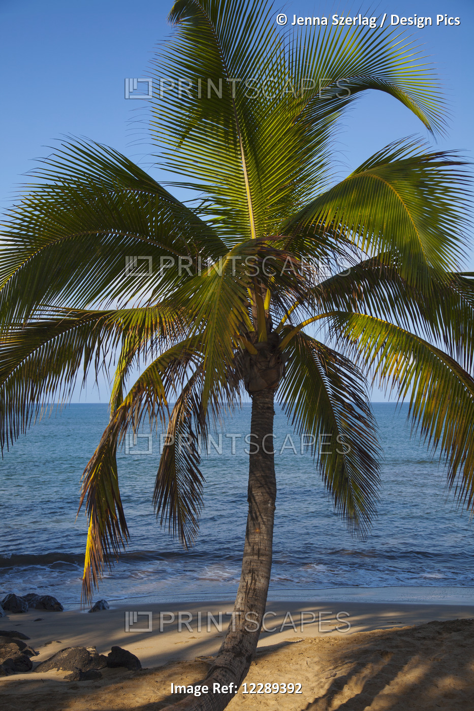 A Single Palm Tree On Kihei Beach; Maui, Hawaii, United States Of America