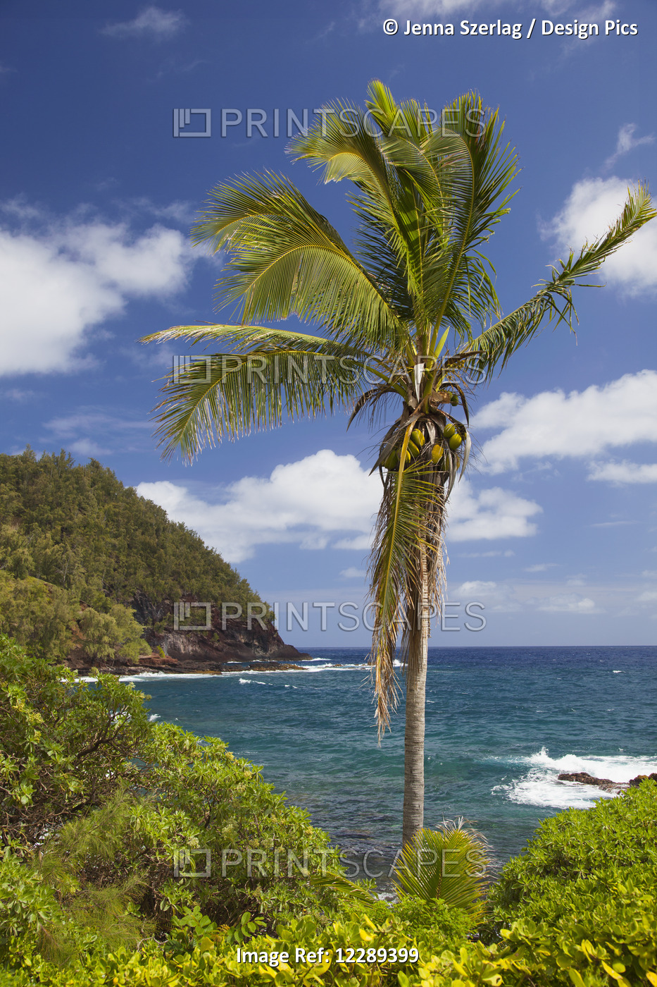 A Single Palm Tree On The Coast With Blue Sky; Hana, Maui, Hawaii, United ...