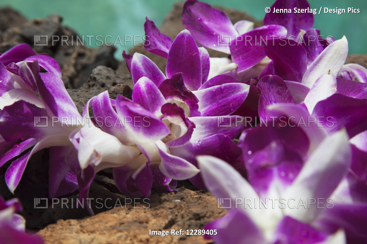 A Purple Orchid Flower Lei On Lava Rock With Blue Water; Kihei, Maui, Hawaii, ...