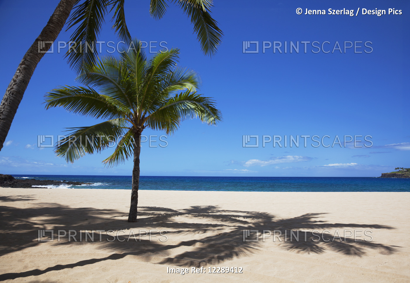 A Palm Tree On The Sunny And Empty Hulopoe Beach; Lanai, Hawaii, United States ...