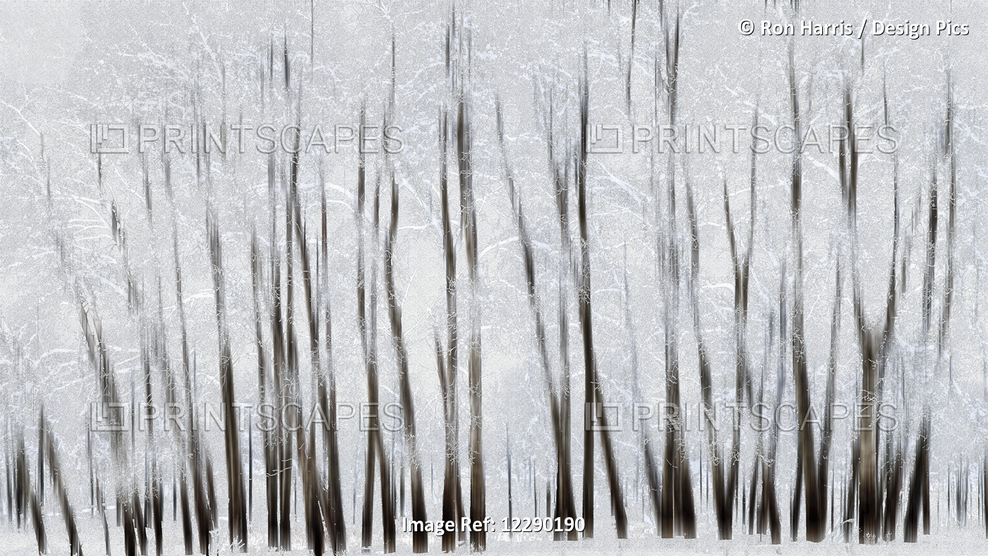 Abstract Trees With Motion Blur; Alberta, Canada