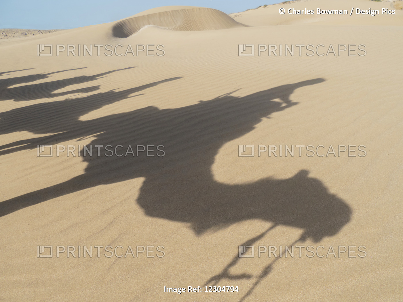 Shadows Of Camels And Tourists On A Beach Trek On The Sand; Essaourira, Morocco
