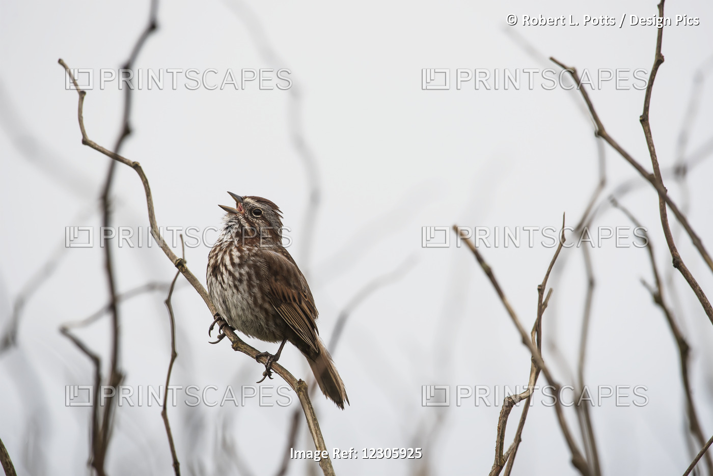 A Song Sparrow (Melospiza Melodia) Sings; Newport, Oregon, United States Of ...