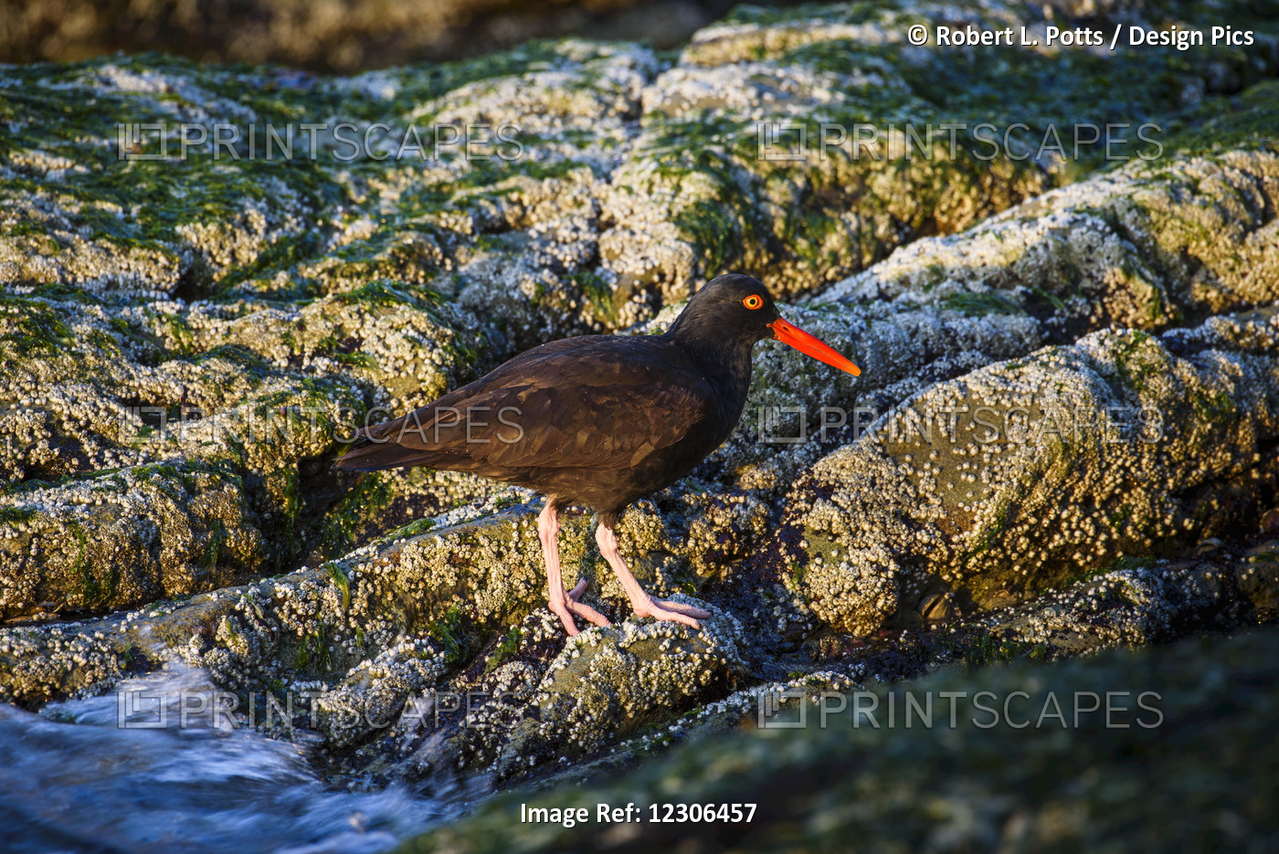 The American Black Oystercatcher (Haematopus Bachmani) Forages In The ...