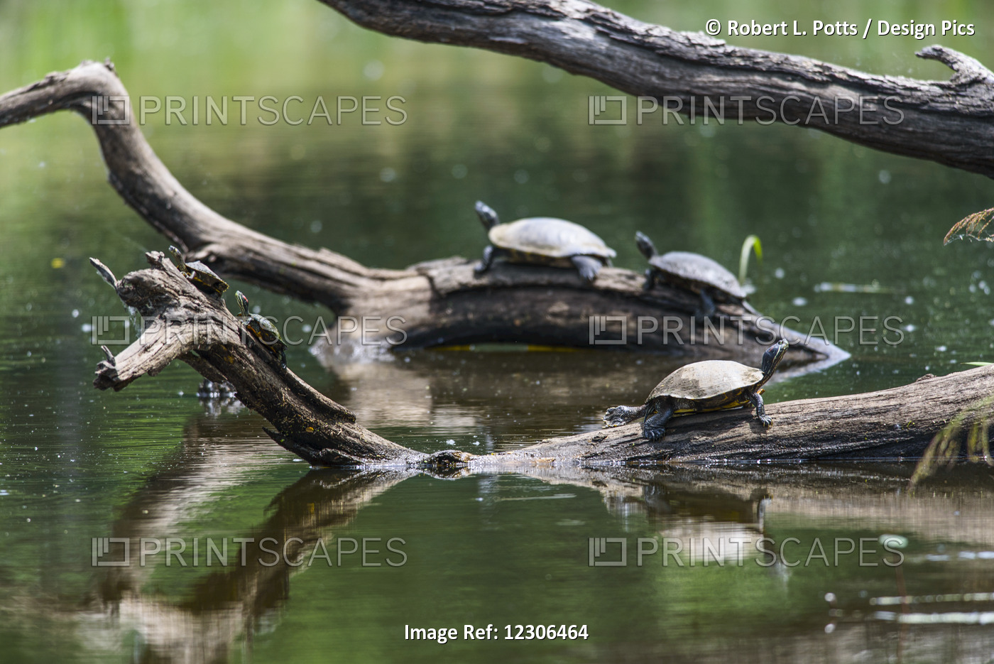 Painted Turtles (Chrysemys Picta) Sunbathing On Logs In A Tranquil Lake; Vian, ...