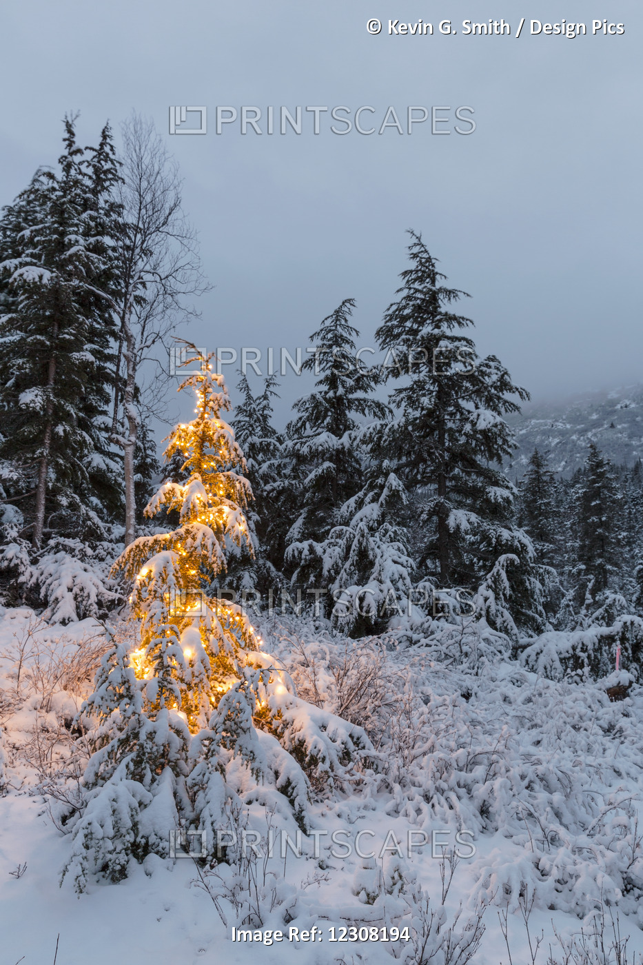 A Festive Mountain Hemlock Evergreen Tree Strung With White Lights And Covered ...
