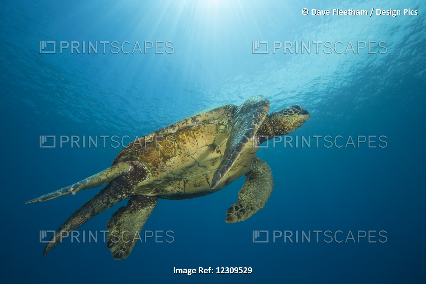 Male Green Sea Turtles (Chelonia Mydas), An Endangered Species, Have A Much ...