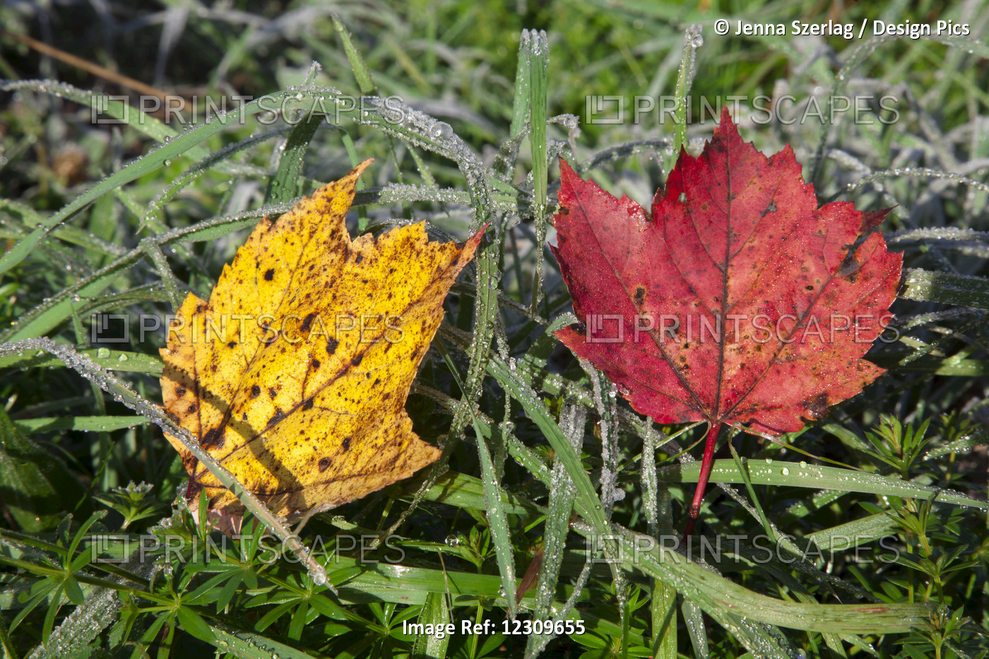 Close Up Of Autumn Coloured Leaves On The Frosty Grass; Waterbury, Vermont, ...